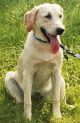 Labrador Retriever Hunde Foto 24858 Labrador Retriever Gina 8 Monate