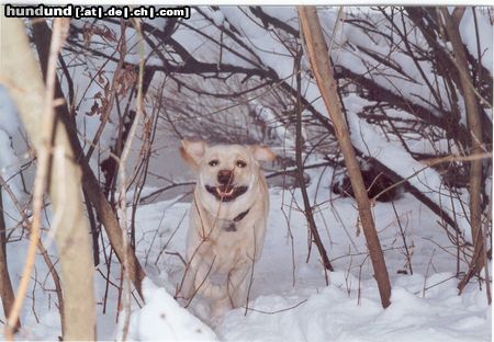 Labrador Retriever mein Labi Gordo im Pulverschnee
