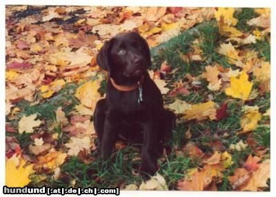 Labrador Retriever Hunde Foto 15993 Labrador Retriever Das perfekte Herbstbild