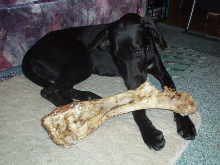 Labrador Retriever Hunde Foto 28841 Labrador Retriever Hexe und IHR Knochen