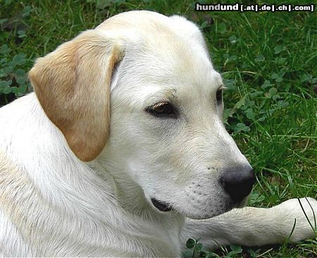 Labrador Retriever Hunde Foto 6344 Labrador Retriever Lino from Dog´s Paradise