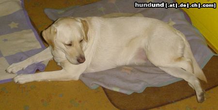 Labrador Retriever Hunde Foto 19447 Labrador Retriever Lady