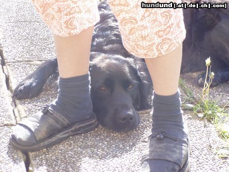 Labrador Retriever Mandy