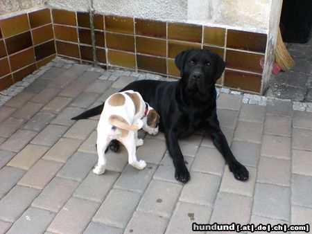 Labrador Retriever Hunde Foto 23101 Labrador Retriever Nero, wohl der hübscheste Labrador Mann der Welt