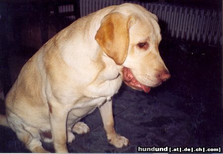 Labrador Retriever Hunde Foto 24628 in höherer Auflösung ansehen Labrador Retriever Igor, 1 Jahr