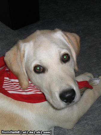 Labrador Retriever Lino allein zu Haus
