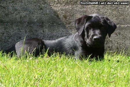 Labrador Retriever Jago