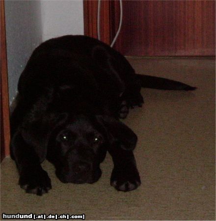 Labrador Retriever Hunde Foto 12815 Labrador Retriever Jago mit 17 Wochen