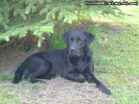 Labrador Retriever Hunde Foto 21902 in höherer Auflösung ansehen Labrador Retriever