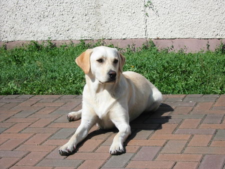 Labrador Retriever Hunde Foto 37361 in höherer Auflösung ansehen Labrador Retriever Jana :o)