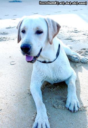 Labrador Retriever Hunde Foto 7926 Labrador Retriever Urlaub