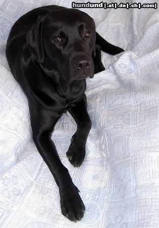 Labrador Retriever Hunde Foto 10359 Labrador Retriever Mein Labrador