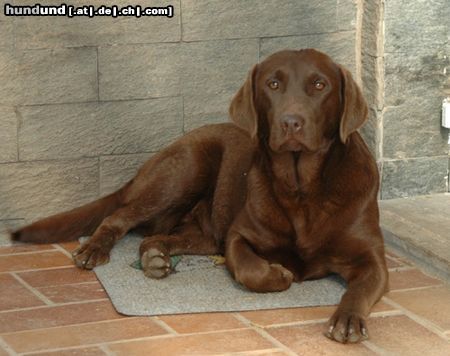 Labrador Retriever