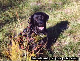 Labrador Retriever Hunde Foto 10028 Labrador Retriever jessy, 11 jahre