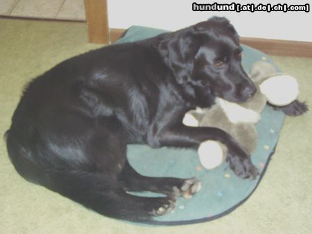 Labrador Retriever Hunde Foto 24057 in höherer Auflösung ansehen Labrador Retriever Mandy und Hase