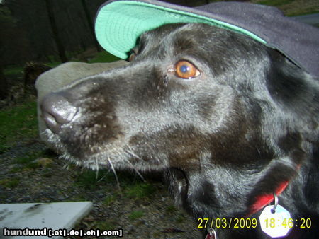 Labrador Retriever Hunde Foto 43990 Labrador Retriever sorry wegen schlechtbewertung,war nix gegen moritz