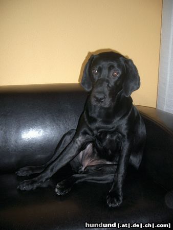 Labrador Retriever Hunde Foto 12624 Labrador Retriever Schnell...schalte den Fernseher ein!