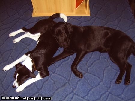 Labrador Retriever Hunde Foto 23167 in höherer Auflösung ansehen Labrador Retriever zwei schmusebacken