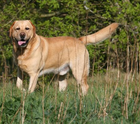 Labrador Retriever Hunde Foto 37961 in höherer Auflösung ansehen Labrador Retriever Ich hab die Haare schön