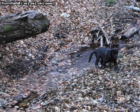Labrador Retriever Schnee naund?! Ron, 15 Wochen alt