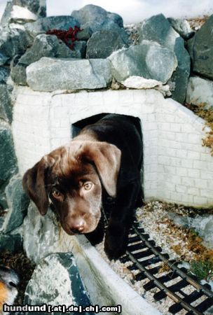 Labrador Retriever Hunde Foto 6769 Labrador Retriever Hoffentlich kommt jetzt kein Zug...