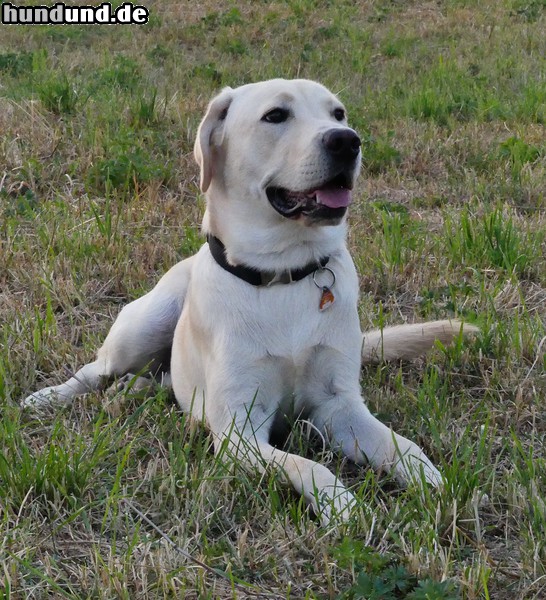 Labrador Retriever Spiky beim relaxen 