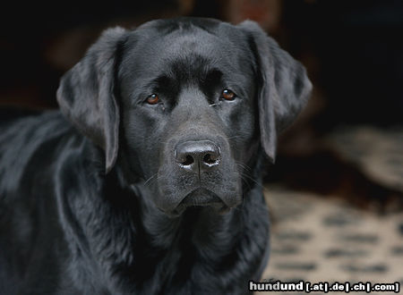 Labrador Retriever Jaxwil Across The Lines *BUCK*