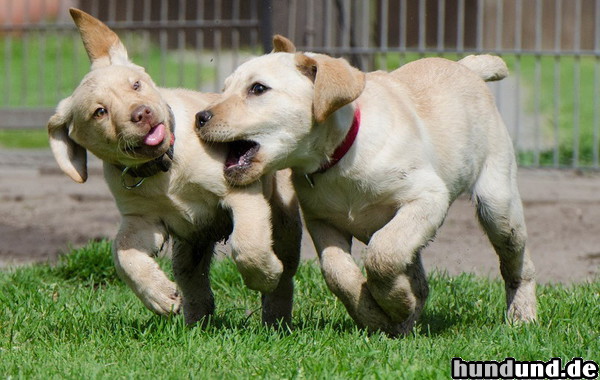 Labrador Retriever Labradorlwelpen in der Welpengruppe