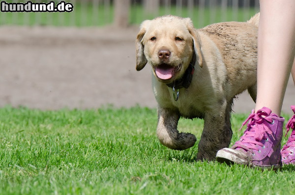 Labrador Retriever Labradorwelpe in der Welpengruppe