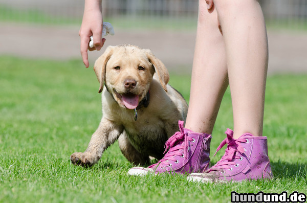 Labrador Retriever Labradorwelpe in der Welpengruppe