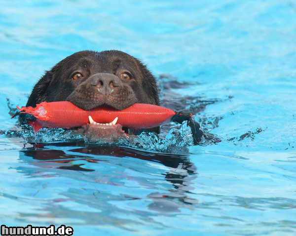 Labrador Retriever Labrador schwimmt im Freibad Ibbenbühren und hält etwas im Maul.