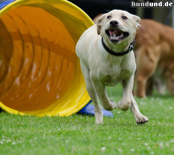 Labrador Retriever Labrador Jundhund beim Training 