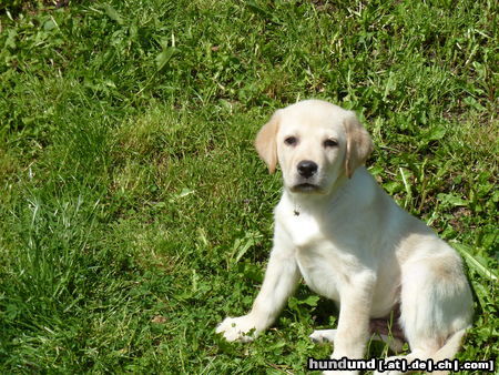 Labrador Retriever Unser Sonnenschein Balou