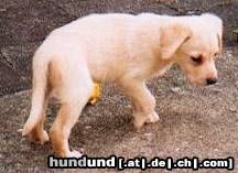 Labrador Retriever Hunde Foto 22896 Labrador Retriever Lady als Baby