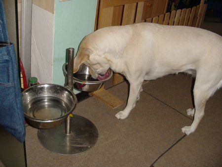 Labrador Retriever Hunde Foto 27790 Labrador Retriever Lady - Mahlzeit