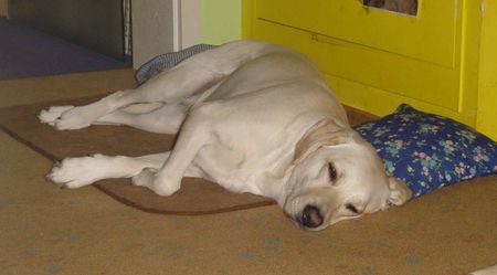 Labrador Retriever Hunde Foto 27788 Labrador Retriever Lady war beim TA,sie braucht keine Schiene mehr,die gebrochene Zehe ist verheilt.