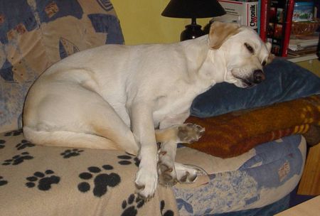 Labrador Retriever Hunde Foto 27786 Labrador Retriever Lady schläft........