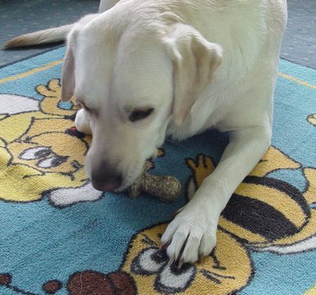 Labrador Retriever Hunde Foto 27791 Labrador Retriever Lady