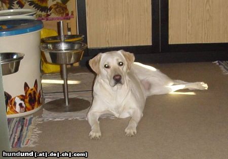 Labrador Retriever Hunde Foto 19449 Labrador Retriever Lady bewacht die Futtertonnen