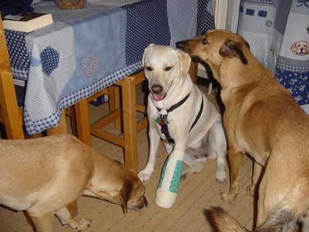 Labrador Retriever Hunde Foto 27787 in höherer Auflösung ansehen Labrador Retriever Lady war beim TA,sie wurde stürmisch begrüßt,als sie endlich wieder da war.