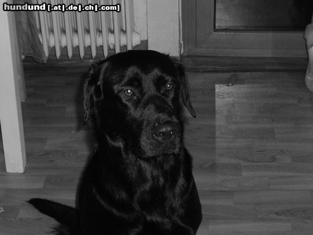 Labrador Retriever Hunde Foto 8601 Labrador Retriever Unsere süße Maus