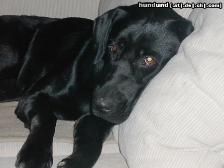Labrador Retriever Hunde Foto 8798 Labrador Retriever Baya, die Zweite