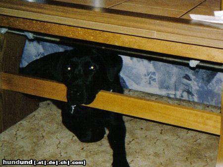 Labrador Retriever unser Balu