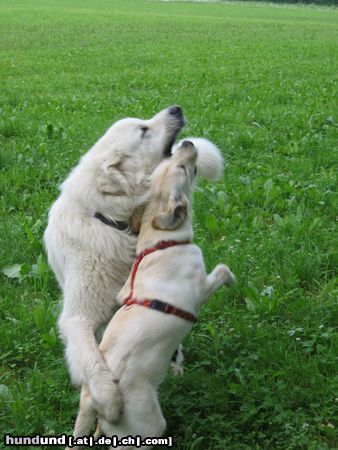 Labrador Retriever Hunde Foto 7564 Labrador Retriever Aureka und ihr grosser Freund Perry