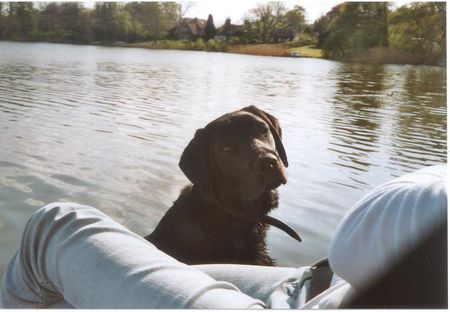Labrador Retriever Hunde Foto 30854 in höherer Auflösung ansehen Labrador Retriever