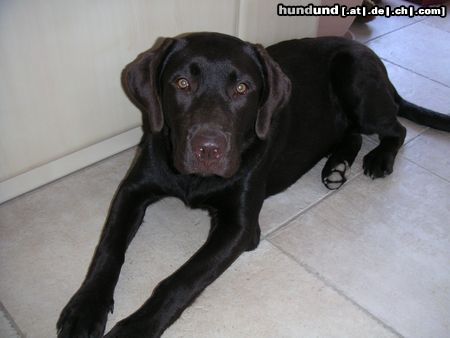 Labrador Retriever Hunde Foto 21743 Labrador Retriever