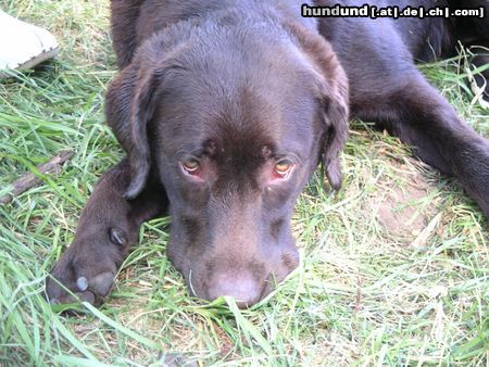 Labrador Retriever Hunde Foto 22419 Labrador Retriever ich hab nix gemacht...
