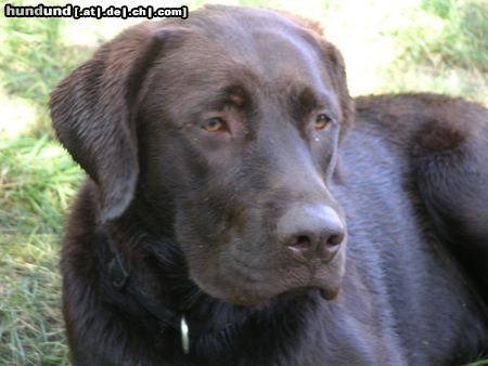 Labrador Retriever Hunde Foto 22420 Labrador Retriever unser Spessarträuber
