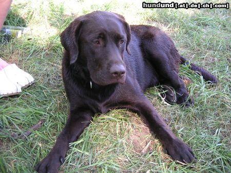 Labrador Retriever Hunde Foto 22421 Labrador Retriever Ruhe nach dem Bad
