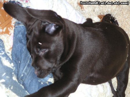 Labrador Retriever Hunde Foto 21774 in höherer Auflösung ansehen Labrador Retriever mein Wonneproppen...